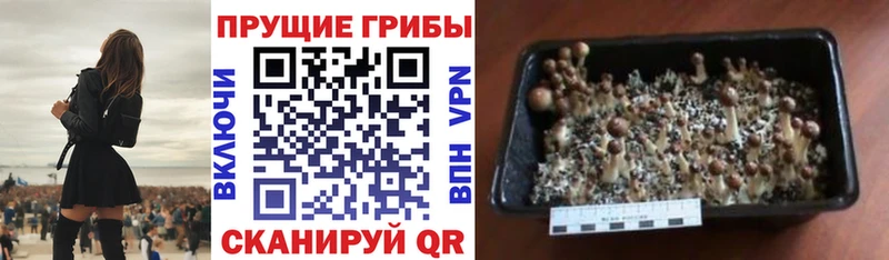 Псилоцибиновые грибы Psilocybine cubensis  Олёкминск 